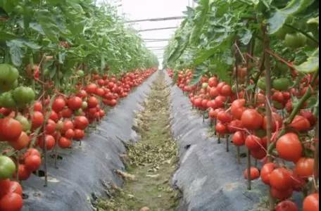 蔬菜《大棚西红柿种植管理技术》